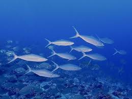 Image result for Elagatis bipinnulata