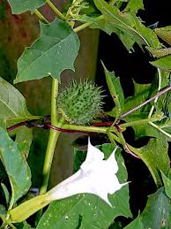 Image result for Datura stramonium