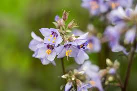 Attēlu rezultāti vaicājumam “Polemonium caeruleum”