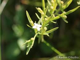 Attēlu rezultāti vaicājumam “Thesium alpinum leaf”