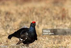 Image result for Tetrao tetrix