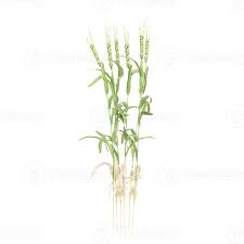 Attēlu rezultāti vaicājumam “Cynosurus cristatus fruit”