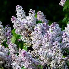 Attēlu rezultāti vaicājumam “Syringa vulgaris”