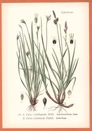 Attēlu rezultāti vaicājumam “Carex ericetorum”