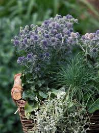 Image result for Eryngium `Blue Hobbit`