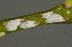 Attēlu rezultāti vaicājumam “Chionaspis salicis”