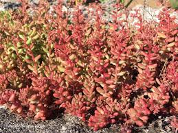 Attēlu rezultāti vaicājumam “Sedum album leaf”