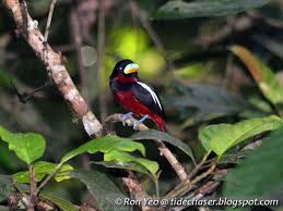 Attēlu rezultāti vaicājumam “Passeriformes”