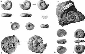 Attēlu rezultāti vaicājumam “Planorbidae”
