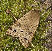 Attēlu rezultāti vaicājumam “Orthosia munda”