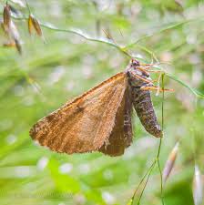 Attēlu rezultāti vaicājumam “Bupalus piniaria male”