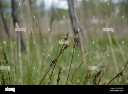 Attēlu rezultāti vaicājumam “Carex appropinquata leaf”