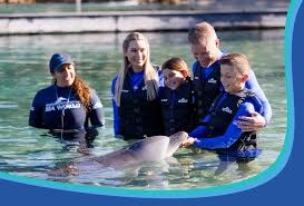 Image result for Dolphin Sub Aqua