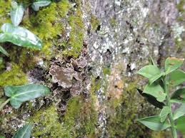 Attēlu rezultāti vaicājumam “Lecanactis abietina”