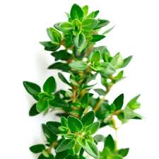 Attēlu rezultāti vaicājumam “Thymus vulgaris leaf”