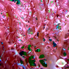 Attēlu rezultāti vaicājumam “Collaria rubens macro”