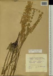 Attēlu rezultāti vaicājumam “Silene wolgensis”