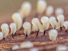 Attēlu rezultāti vaicājumam “Arcyria imperialis”