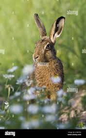 Attēlu rezultāti vaicājumam “Lepus europaeus adult”