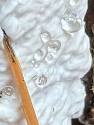 Attēlu rezultāti vaicājumam “Diderma hemisphaericum young”