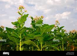 Attēlu rezultāti vaicājumam “Nicotiana tabacum flower”