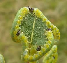 Attēlu rezultāti vaicājumam “Pristiphora maesta larva”
