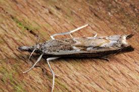 Attēlu rezultāti vaicājumam “Platytes alpinella”