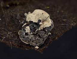 Attēlu rezultāti vaicājumam “Diderma deplanatum”