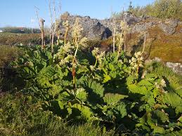 Attēlu rezultāti vaicājumam “Rheum rhabarbarum flower”