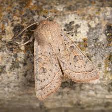 Attēlu rezultāti vaicājumam “Orthosia gracilis”