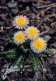 Attēlu rezultāti vaicājumam “Taraxacum suecicum”