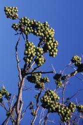 Attēlu rezultāti vaicājumam “Phellodendron amurense fruit”