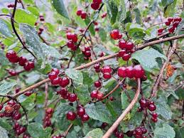 Attēlu rezultāti vaicājumam “Lonicera xylosteum fruit”