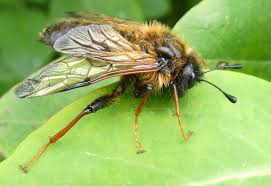 Attēlu rezultāti vaicājumam “Trichiosoma”