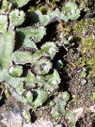 Attēlu rezultāti vaicājumam “Reboulia hemisphaerica”