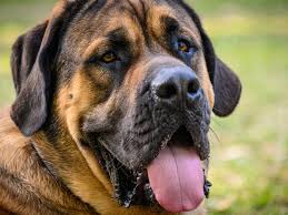 Image result for Bulldogs Power and strength