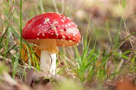 Attēlu rezultāti vaicājumam “Impatiens glandulifera leaf”