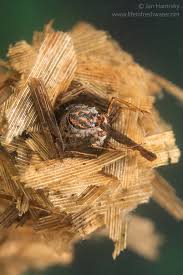 Attēlu rezultāti vaicājumam “Limnephilus larva”