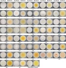 Attēlu rezultāti vaicājumam “Cordyceps farinosa”