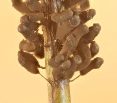 Attēlu rezultāti vaicājumam “Physarum globuliferum”