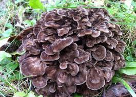 Attēlu rezultāti vaicājumam “Grifola frondosa”