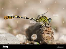 Attēlu rezultāti vaicājumam “Onychogomphus forcipatus”