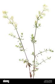 Attēlu rezultāti vaicājumam “Galium boreale bud”