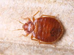 Image result for bed bugs