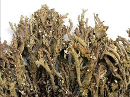 Attēlu rezultāti vaicājumam “Cladonia phyllophora”