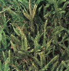 Attēlu rezultāti vaicājumam “Hypnum cupressiforme sporophyte”