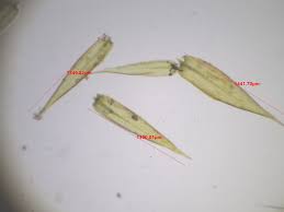 Attēlu rezultāti vaicājumam “Campylium, Campyliadelphus”