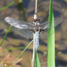 Attēlu rezultāti vaicājumam “Cordulidae”