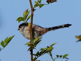 Attēlu rezultāti vaicājumam “Aegithalos caudatus”