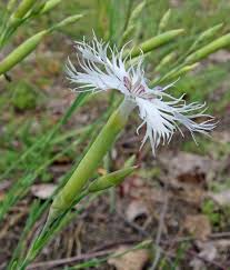 Attēlu rezultāti vaicājumam “Dianthus arenarius”